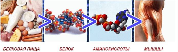Почему белок особенно важен при похудении
